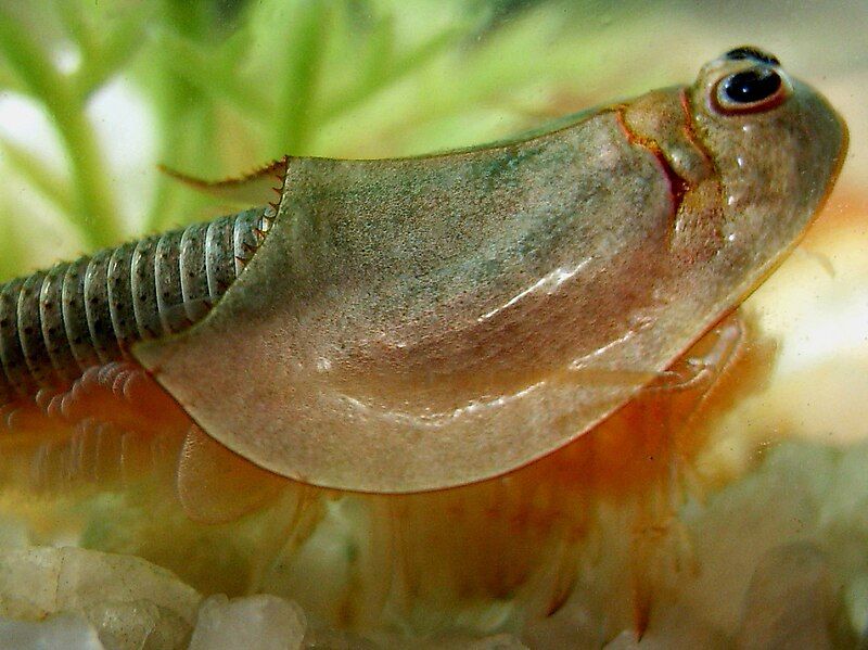 File:Triops.jpg