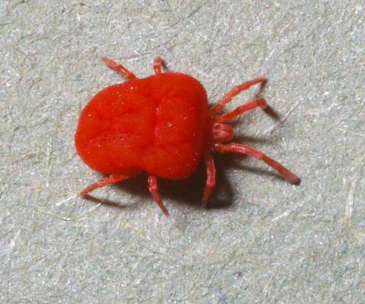 File:Trombidiidae-mite-adult.jpg