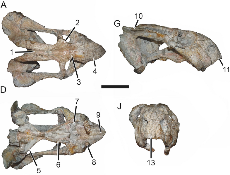 File:Tropidostoma.png