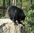 American black bear (Ursus americanus)