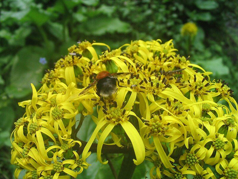 File:ValleyofFlowers FlowerwithBees.JPG