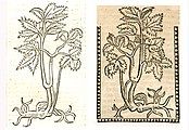 Illustration of Peucedanum ostruthium as a substitute for an illustration of Angelica archangelica. Left: Hortus Sanitatis, Straßburg 1497 (I, 291). Right: Kleines Destillierbuch (Blatt 20r)