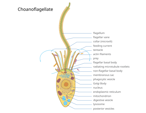 File:2023 ChoanoflagellateYEpk.svg