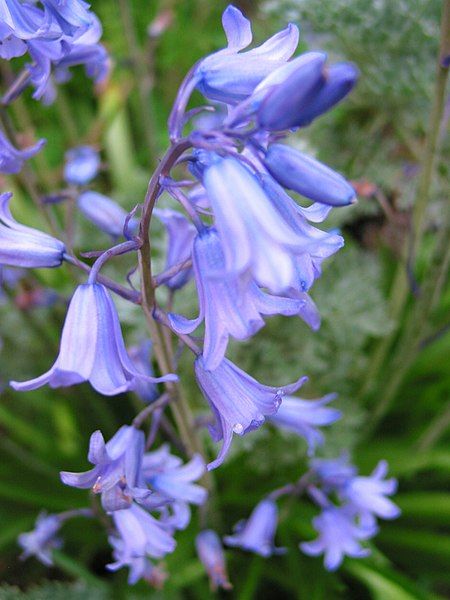 File:2401 Bluebells.jpg