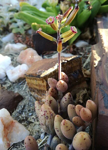 File:Adromischus filicaulis RSA.jpg