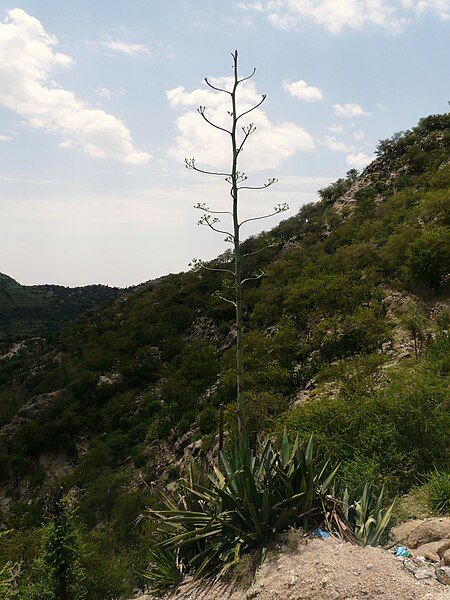 File:Agave-Yemen.JPG