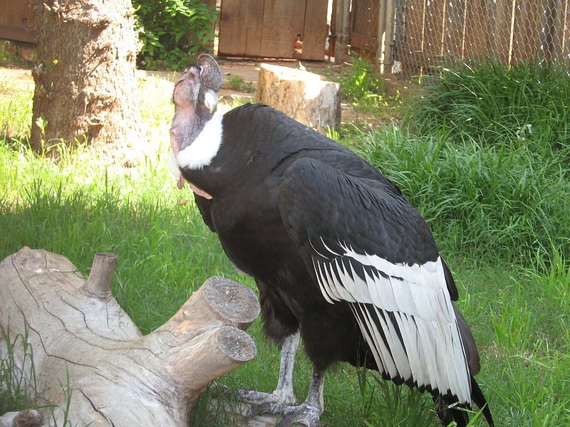 File:AndeanCondorOKCZoo.JPG