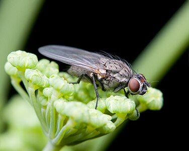 Adia cinerella at Anthomyiidae, by JJ Harrison