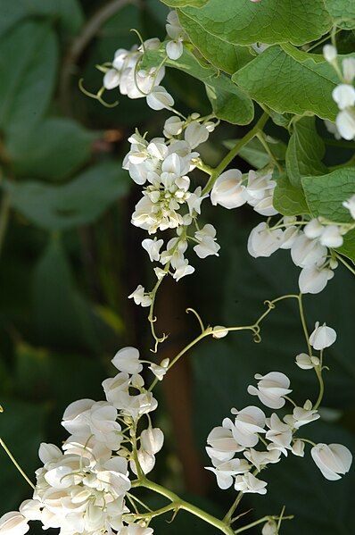 File:Antigonon leptopus white1.JPG