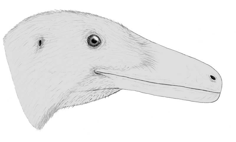 File:Archaeornithoides LM.png