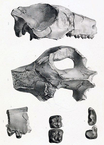 File:Archaeotherium skull fragments.jpg