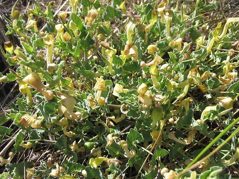 File:Aristolochia pistolochia habito.jpg