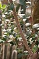 Detail of woody stem of A. macbrideana, showing paired spines