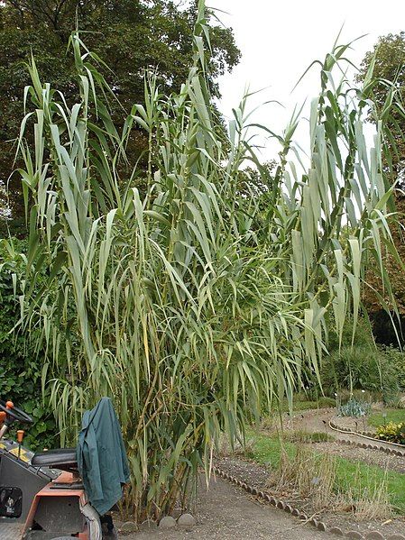 File:Arundo donax 1.jpg