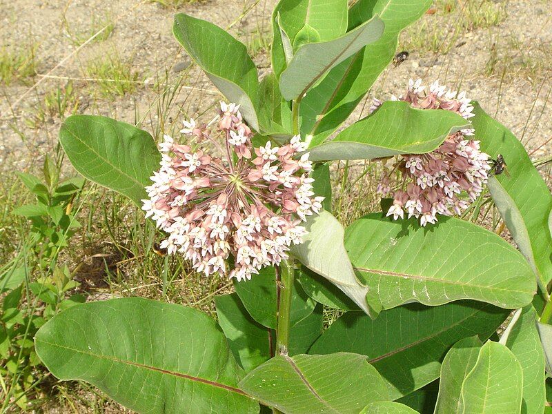 File:Asclepias syriaca.jpg