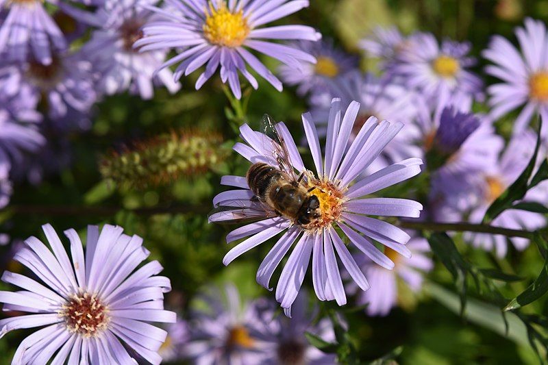 File:Aster Frikartii-DSC 0386.jpg