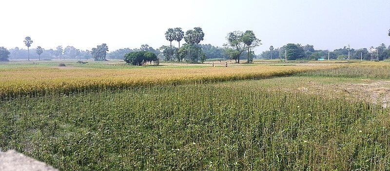 File:Balhampur Village Agriculture.jpg