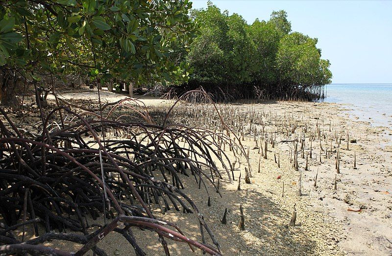 File:Bali Barat mangroves.jpg