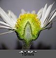 Flower head maturing to a cone