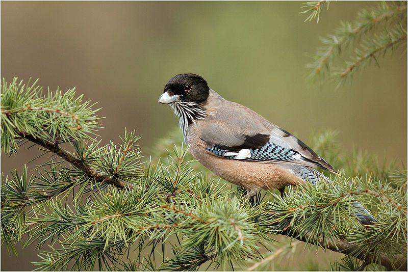 File:Black-headed-jay-rkd.jpg