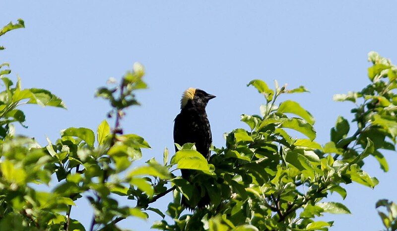 File:Bobolink (F) 02.jpg