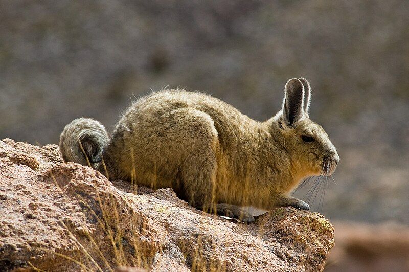 File:Bolivian vizcacha.jpg