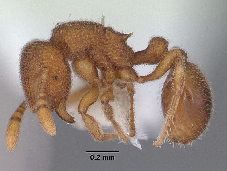 File:CASENT0106221 Rostromyrmex pasohensis.jpg