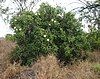 native orange, Queensland