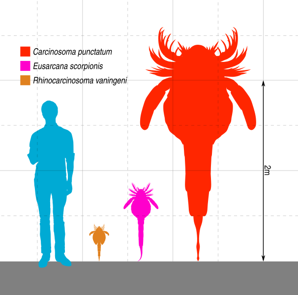 File:Carcinosomatidae Scale.svg