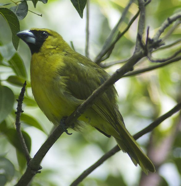 File:Caryothraustes poliogaster.jpg