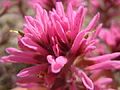 Infiorescenza (brattee) Castilleja angustifolia