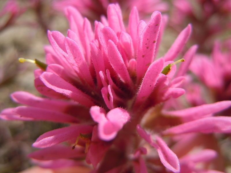 File:Castilleja angustifolia (5884538327).jpg