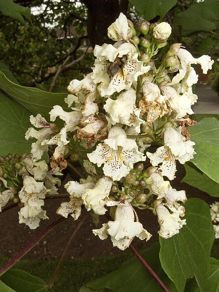 File:Catalpa ovata flowers.jpg