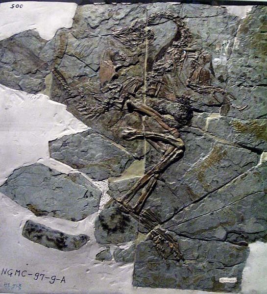 File:Caudipteryx zoui.JPG