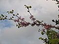 Cercis siliquastrum flowering