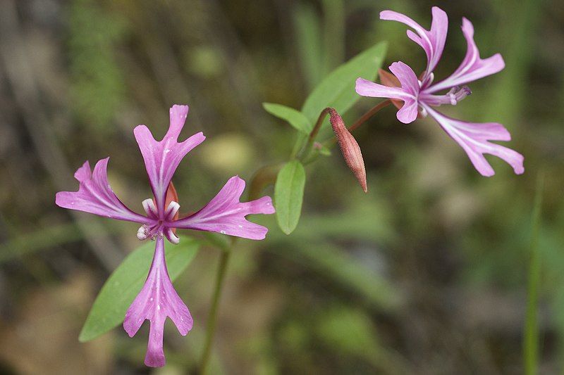 File:Clarkia concinna.jpg