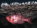 Image 47Cleaner wrasse signals its cleaning services to a big eye squirrelfish (from Animal coloration)