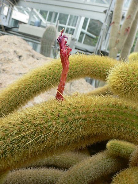 File:Cleistocactus winteri4.jpg