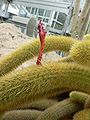 Cleistocactus winteri