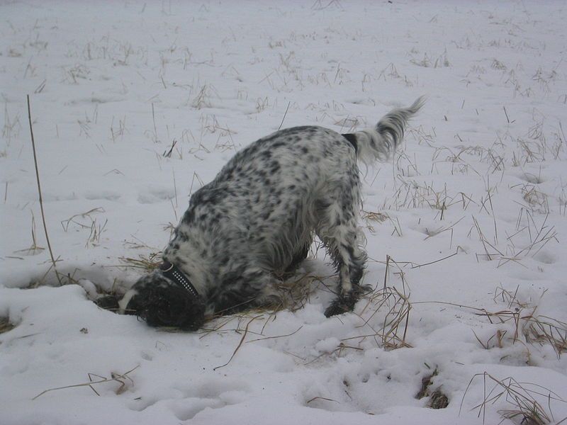 File:Cocker Spaniel digging.jpg