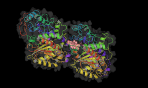 Binding site of colchicine