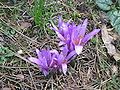 Colchicum bulbocodium