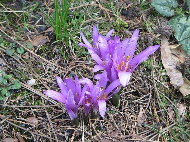 File:Colchicum bulbocodium2.jpg