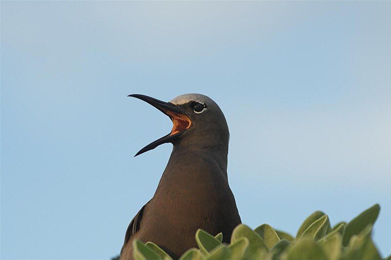 File:Common Noddy close.jpg