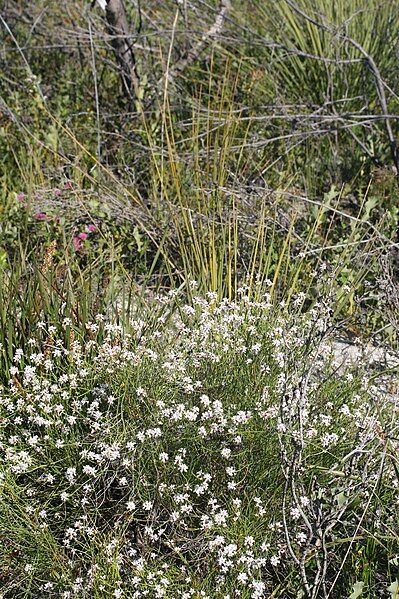 File:Conospermum leianthum habit.jpg