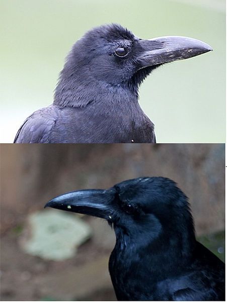 File:CorvidHeads.jpg