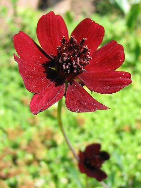 File:Cosmos-atrosanguineus.jpg