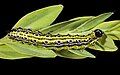 Larva