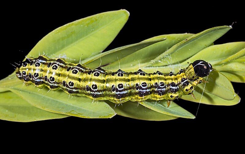 File:Cydalima perspectalis caterpillar.jpg