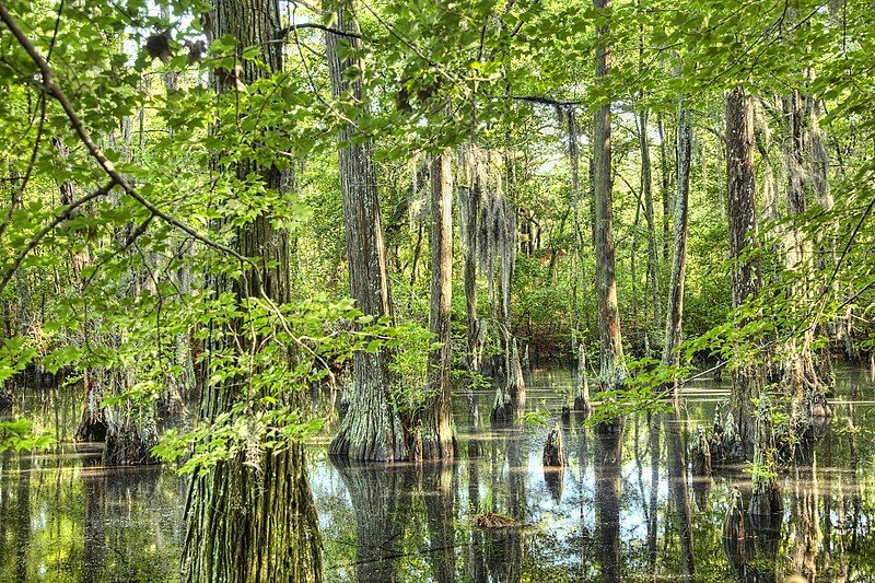 File:Cypress-swamp-medabpan.com (7352137068).jpg